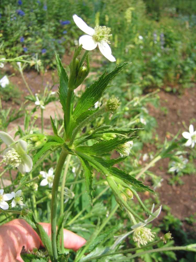 Anemone polyanthes (Vielblütiges Sommer-Windröschen)